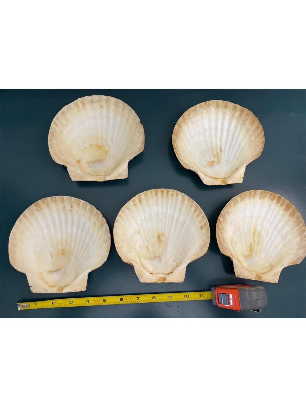 Set Of 5 Natural Mexican Deep Cup scallop shells 6 Inches